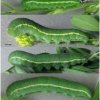 colias hyale larva5 volg11